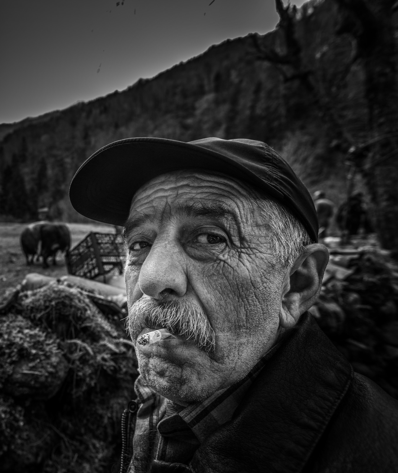 Düz kasketli, gür bıyıklı, dudağında sigara olan yaşlı bir adamın siyah beyaz yakın portresi, arkasında sığırlar ve ormanlık bir yamaç — Sefa Yamak'tan güzel sanatlar portre, Anadolu serisi.