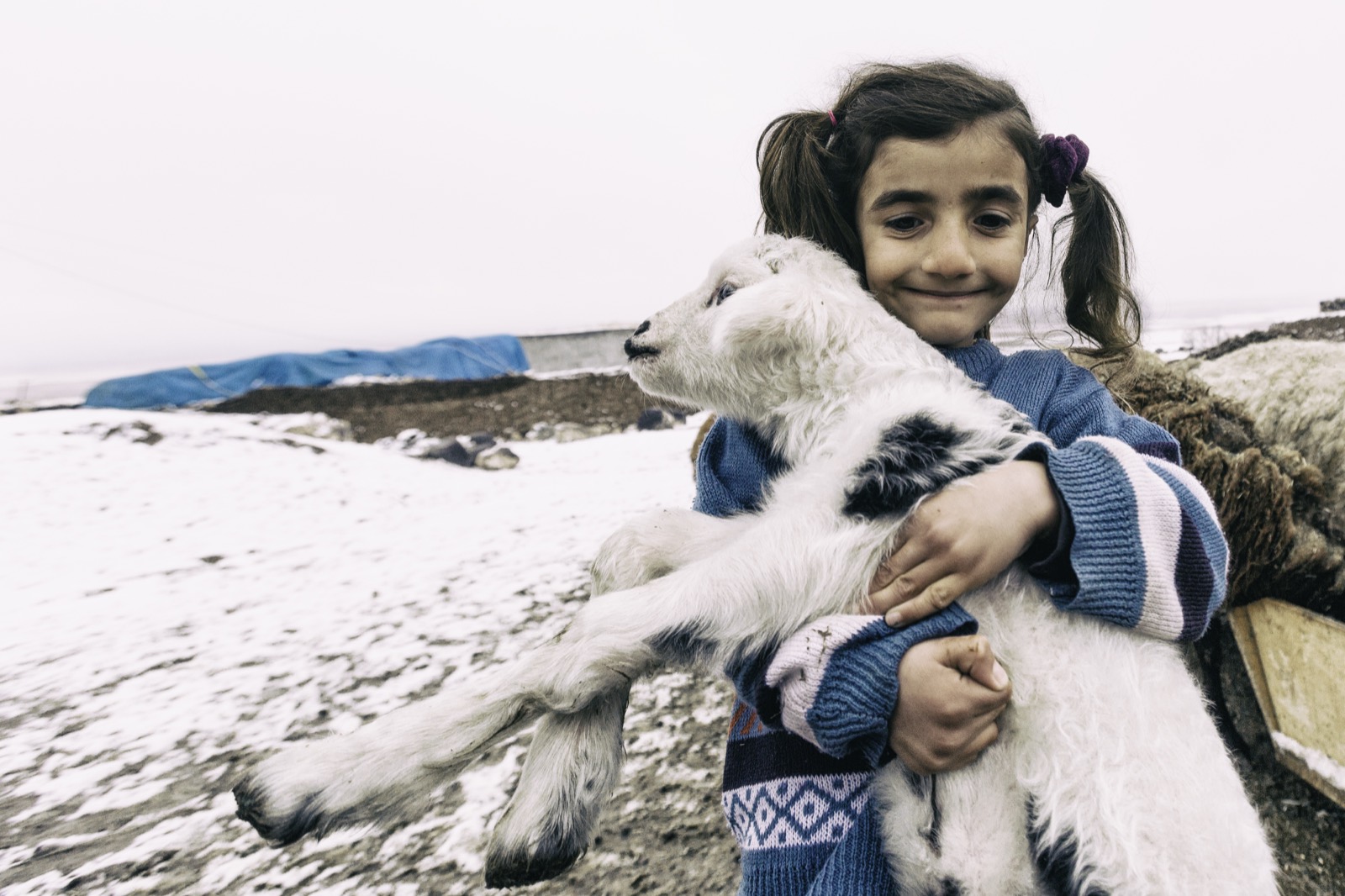 Color portrait of a young girl with ponytails in a knit sweater hugging a white lamb, snow behind her — fine art portrait by Sefa Yamak, Anatolia series.