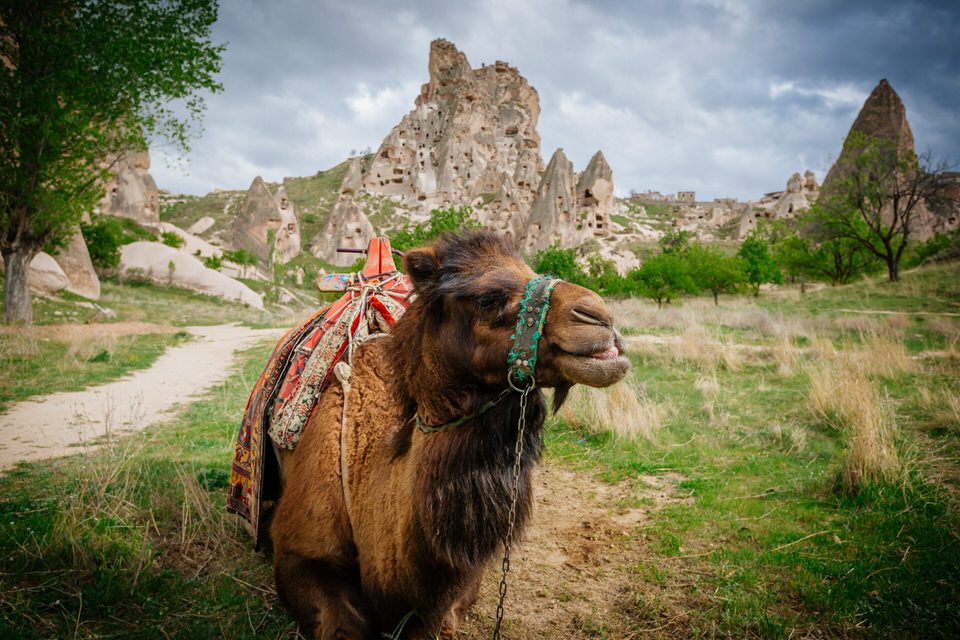 Camel with a traditional decorated saddle standing before Uçhisar rock castle under a stormy sky